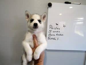grey and white husky puppy