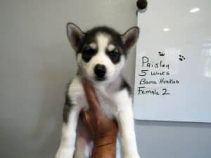 diluted black and white husky puppy