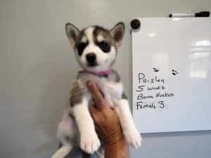 grey and white husky puppy