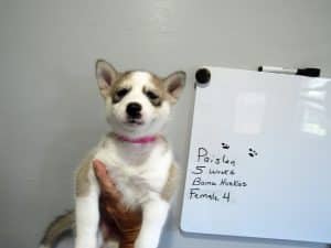 grey and white husky puppy