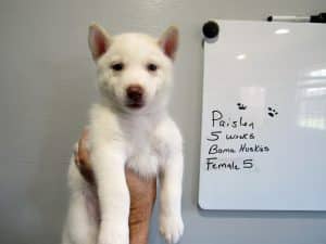 white husky puppy