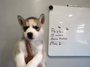 grey and white husky puppy
