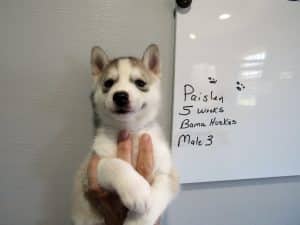 grey and white husky puppy