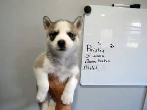 grey and white husky puppy