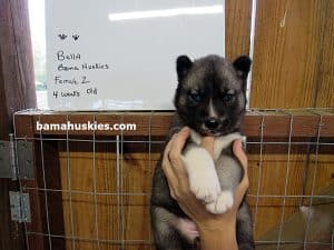 Agouti husky puppy
