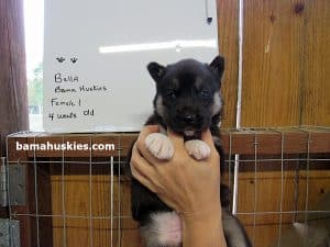 Agouti husky puppy