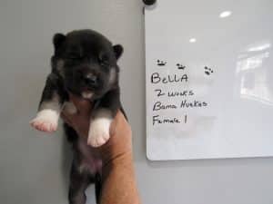 Agouti husky puppy for sale