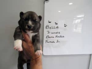 Agouti husky puppy for sale