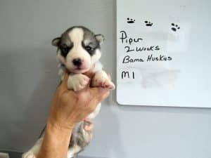 grey and white husky puppy