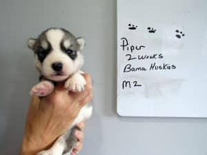 grey and white Siberian husky puppy for sale