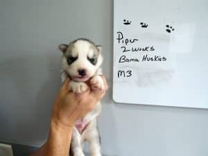 grey and white Siberian husky puppy for sale