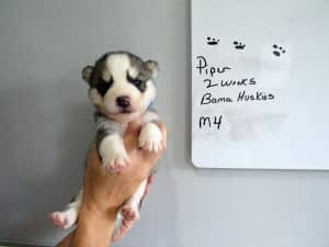 grey and white Siberian husky puppy for sale
