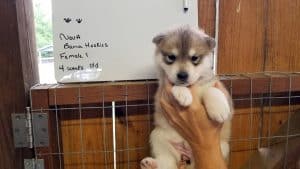 wolf grey husky puppies for sale