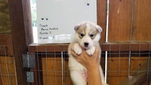 wolf grey husky puppies for sale