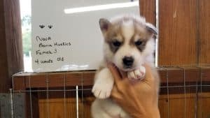 wolf grey husky puppies for sale