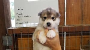 wolf grey husky puppies for sale