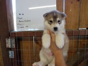wolf grey husky puppy male