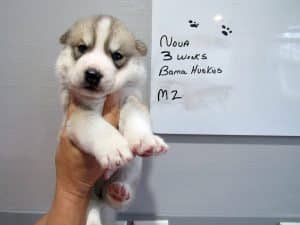 Wolf grey male husky puppy for sale