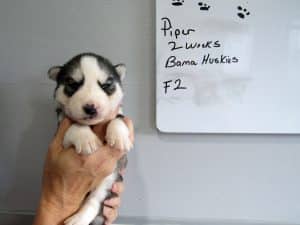 grey and white Siberian husky puppy for sale