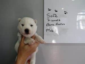 white Siberian husky puppy for sale