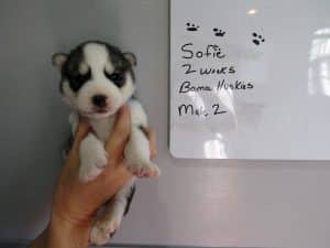 grey and white Siberian husky puppy for sale