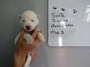 white Siberian husky puppy for sale