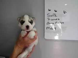 grey and white Siberian husky puppy for sale