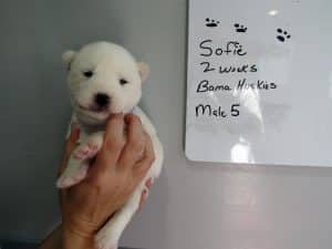 white Siberian husky puppy for sale