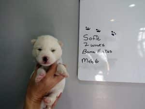 white Siberian husky puppy for sale