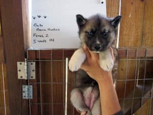 Agouti husky puppy