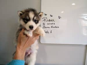 grey and white husky puppy