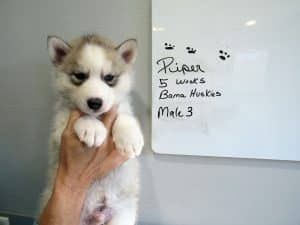 grey and white husky puppy
