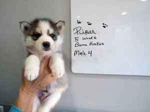 Grey and white husky puppy for sale