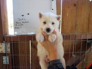 white husky puppy for sale