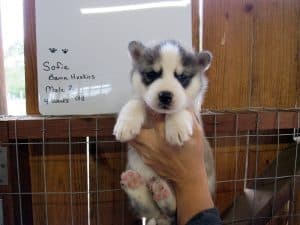 Grey and white husky puppy for sale