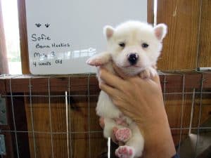 white Siberian husky puppy for sale