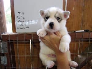 Grey and white husky puppy for sale