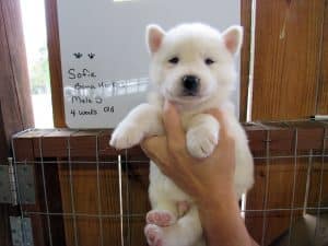 white Siberian husky puppy for sale