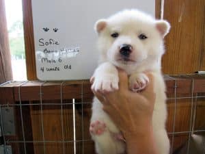white Siberian husky puppy for sale