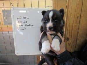 agouti husky puppy