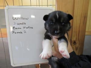 agouti husky puppy