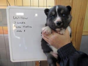 agouti husky puppy