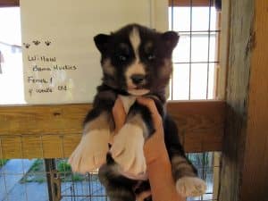 diluted black and white husky puppy
