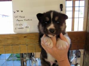 diluted black and white husky puppy