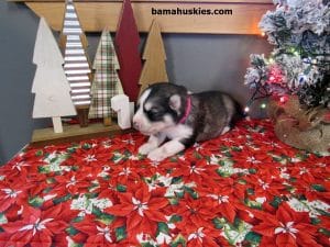 grey and white husky puppy for sale