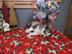 grey and white husky puppy for sale