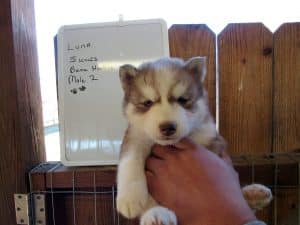 red and white husky puppy