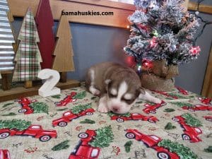 red and white husky puppy for sale