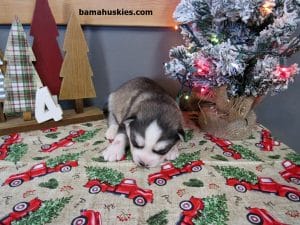grey and white husky puppy for sale