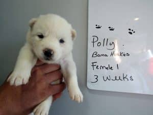 white siberian husky for sale